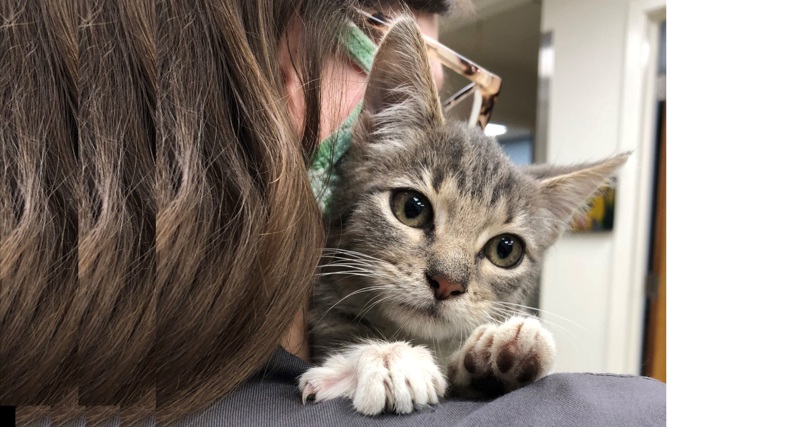 Apply for Employment Crescent City Vet